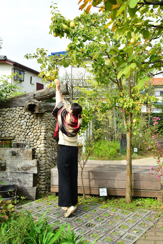 花梨（カリン）の木